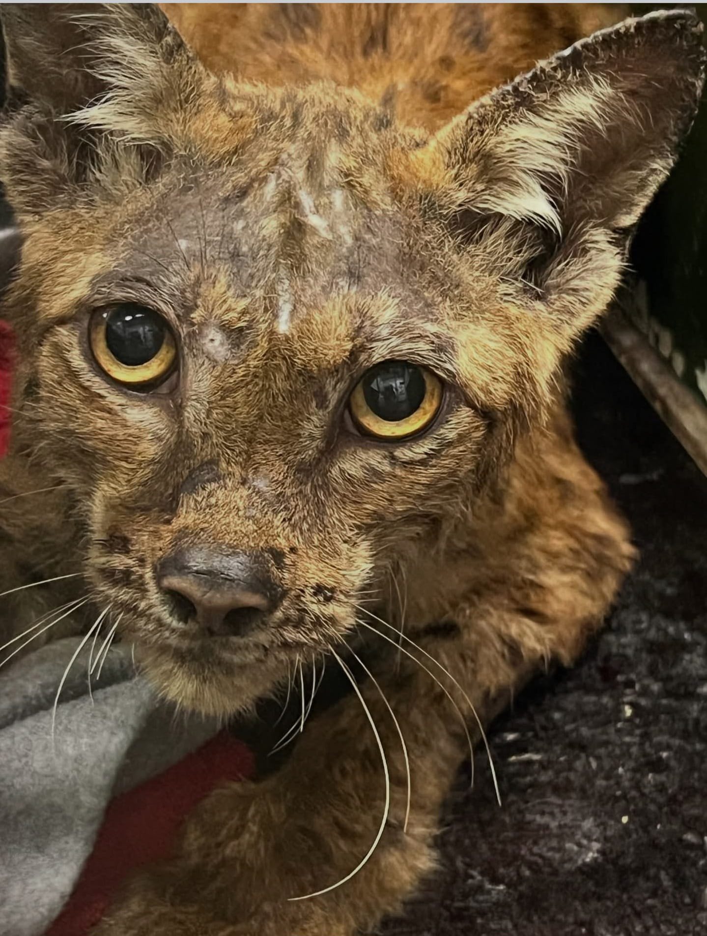 VIDEO: Râsul capturat în Runcu a fost salvat și eliberat în mediul ...